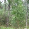 Endangered Woodland of Cumberland Plain, Western Sydney